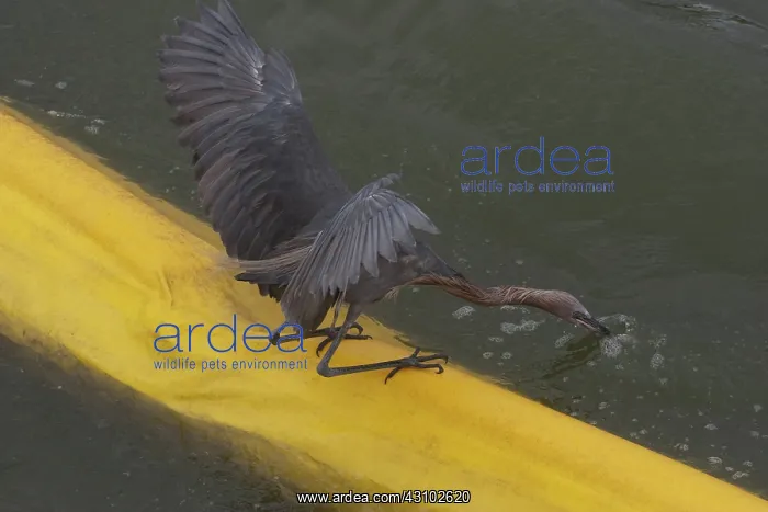 : Egret on Oil Containment Boom : Egret on Oil Containment Boom
