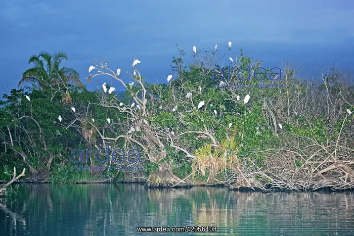 : Egret Roost in evening : Egret Roost in evening