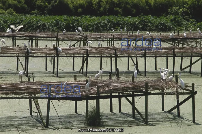 : Egret Sanctuary, Avery Island, LA : Egret Sanctuary, Avery Island, LA