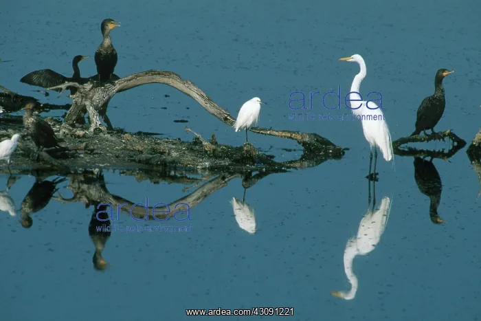 : Egrets and Cormorants in the Everglades : Egrets and Cormorants in the Everglades