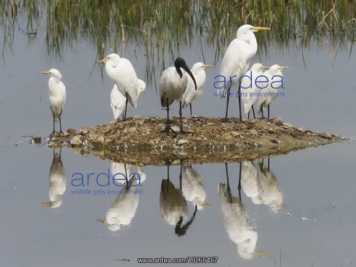 : Egrets & Ibis refections Egretta sp Rajasthan : Egrets & Ibis refections Egretta sp Rajasthan