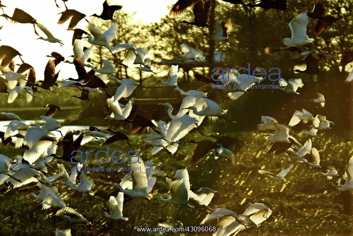 : Egrets and Ibises : Egrets and Ibises