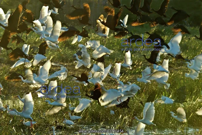 : Egrets and Ibises : Egrets and Ibises