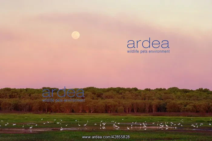 : Egrets and full moon - evening scene at the wetlands : Egrets and full moon - evening scene at the wetlands