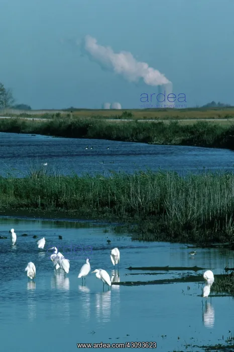 : Egrets and Nuclear Plant : Egrets and Nuclear Plant