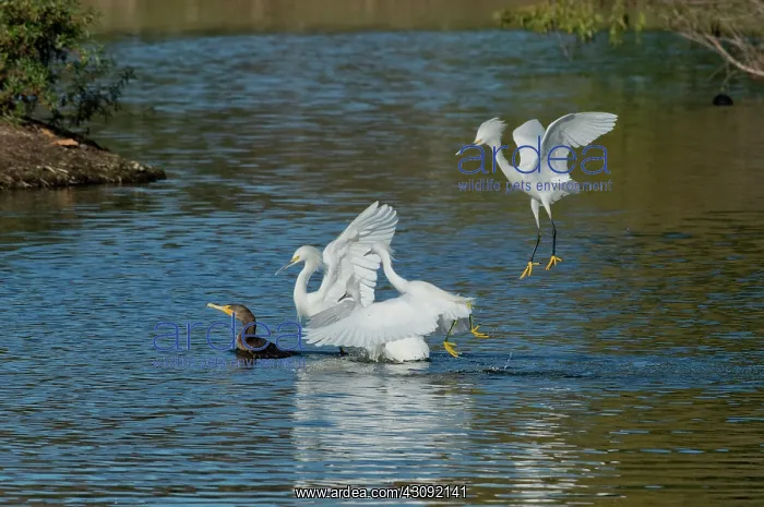 : Egrets Robbing a Cormorant : Egrets Robbing a Cormorant