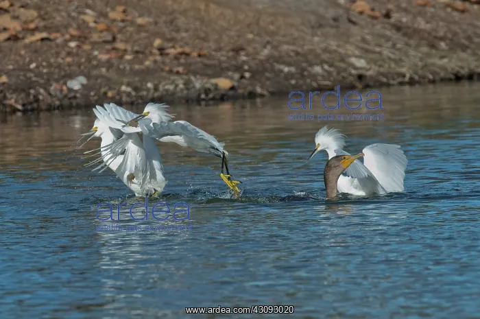 : Egrets Robbing a Cormorant : Egrets Robbing a Cormorant