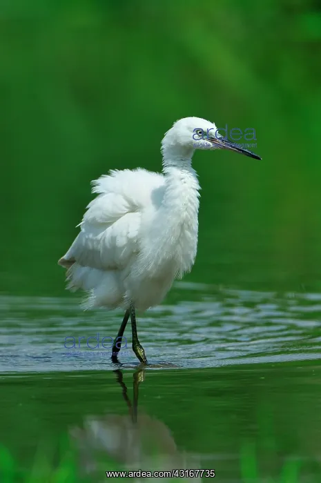 : Egretta garzetta Egretta : Egretta garzetta Egretta