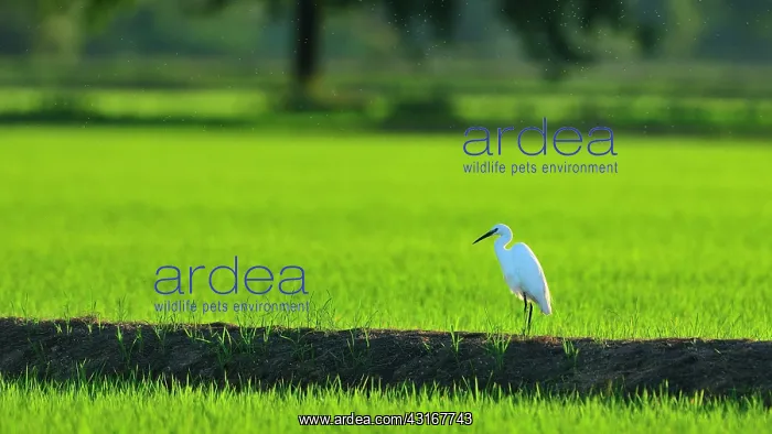 : Egretta garzetta Egretta : Egretta garzetta Egretta