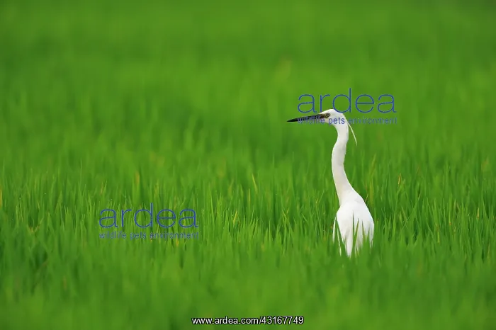 : Egretta garzetta Egretta : Egretta garzetta Egretta