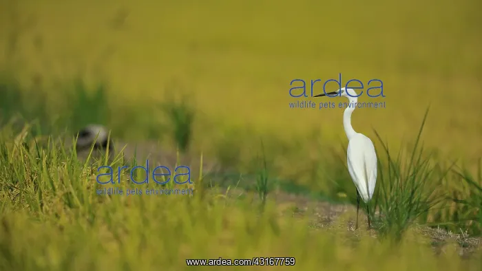 : Egretta garzetta Egretta : Egretta garzetta Egretta