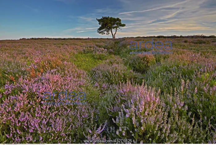 : Egton High Moor, Egton Bridge, North Yorkshire : Egton High Moor, Egton Bridge, North Yorkshire