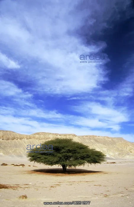 : Egypt - Acacia tree in Arabian desert : Egypt - Acacia tree in Arabian desert