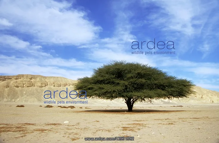  : Egypt - Acacia tree in Arabian desert