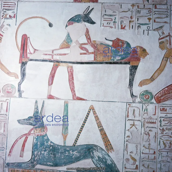 : Egypt - Anubis God of the Dead in form of Jackal : Egypt - Anubis God of the Dead in form of Jackal