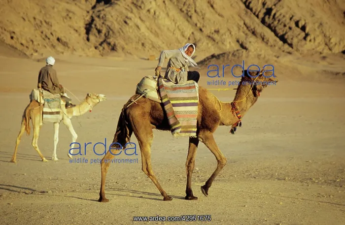  : Egypt - Bedouin men return home on camels back