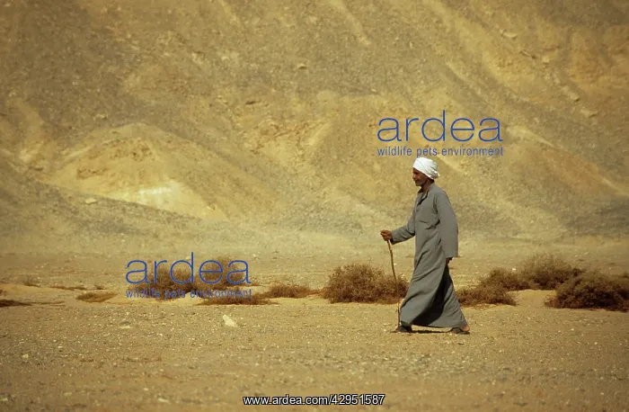 : Egypt - A Bedouin old man in traditional clothes : Egypt - A Bedouin old man in traditional clothes