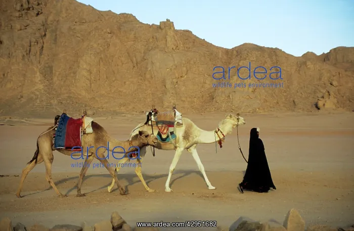 : Egypt - Bedouin woman returns home with camels : Egypt - Bedouin woman returns home with camels