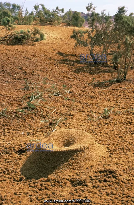 : Egypt - Crater-shaped entrance of a termite's termitarium : Egypt - Crater-shaped entrance of a termite's termitarium