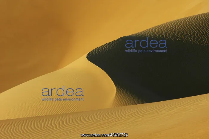 : Egypt, Great Sand Sea, Middle East, Africa : Egypt, Great Sand Sea, Middle East, Africa