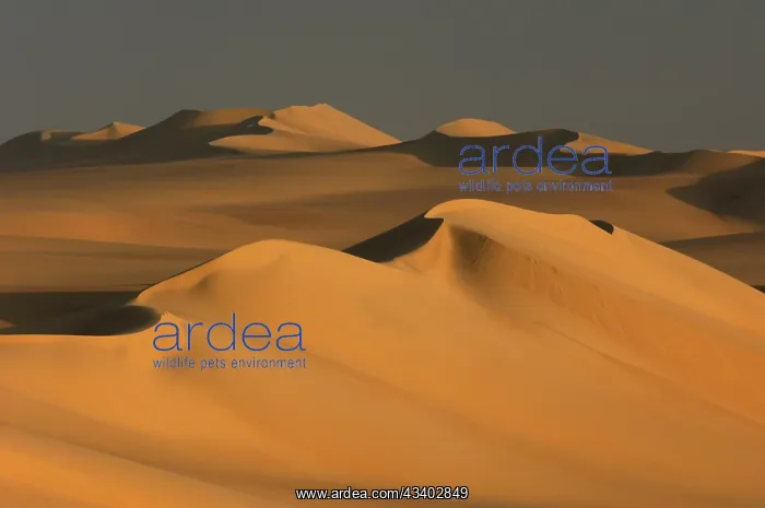 : Egypt, Great Sand Sea, Middle East, Africa : Egypt, Great Sand Sea, Middle East, Africa
