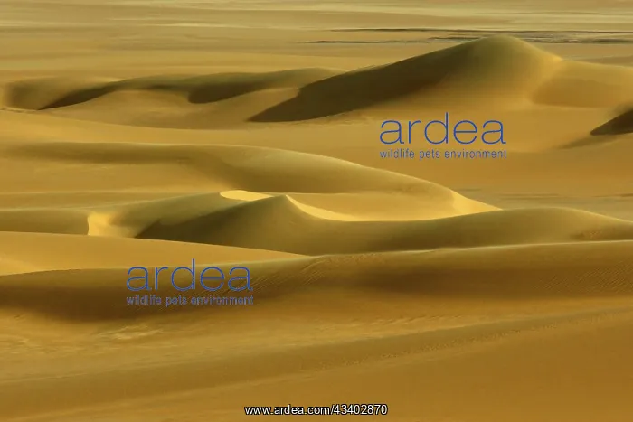: Egypt, Great Sand Sea, Middle East, Africa : Egypt, Great Sand Sea, Middle East, Africa