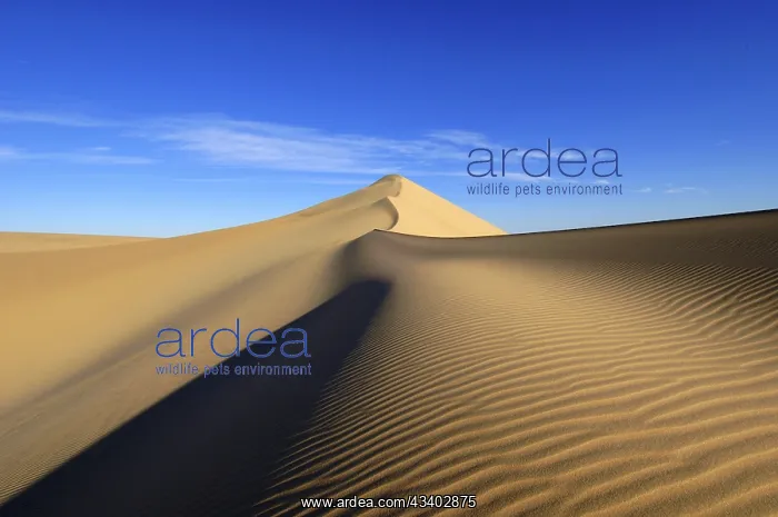 : Egypt, Great Sand Sea, Middle East, Africa : Egypt, Great Sand Sea, Middle East, Africa