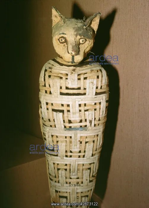 : Egypt - Mummified Cat, dedicated to Goddess Bastet. 30 BC : Egypt - Mummified Cat, dedicated to Goddess Bastet. 30 BC