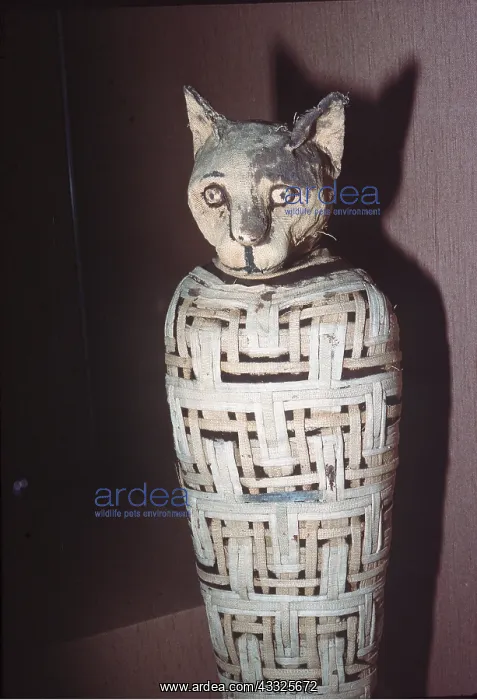 : EGYPT - mummified cat, dedicated to Goddess Bastet. 30 BC : EGYPT - mummified cat, dedicated to Goddess Bastet. 30 BC