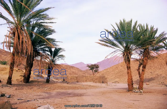 : Egypt - Palm trees near ancient water-well : Egypt - Palm trees near ancient water-well
