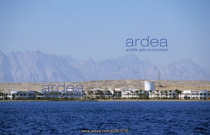 : Egypt. Red Sea shore near Hurghada town with a distant view into Arabian desert : Egypt. Red Sea shore near Hurghada town with a distant view into Arabian desert