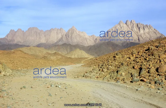 : Egypt - road winds in rocks in Arabian desert : Egypt - road winds in rocks in Arabian desert