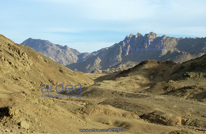 : Egypt - a road winds through rocks in Arabian desert : Egypt - a road winds through rocks in Arabian desert