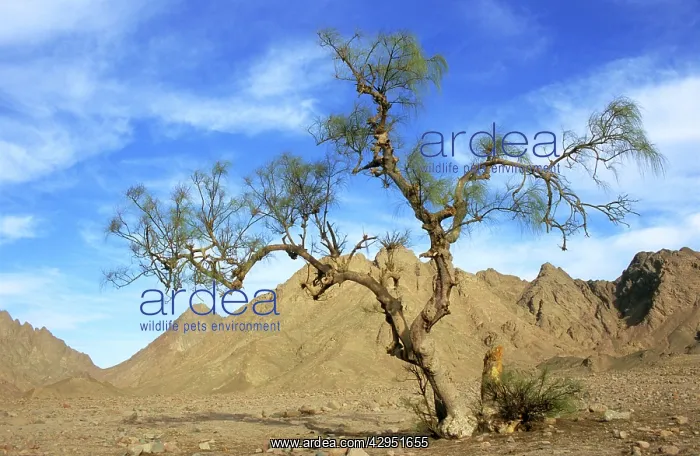 : Egypt - a Tamarix tree in a small valley in Arabian desert : Egypt - a Tamarix tree in a small valley in Arabian desert