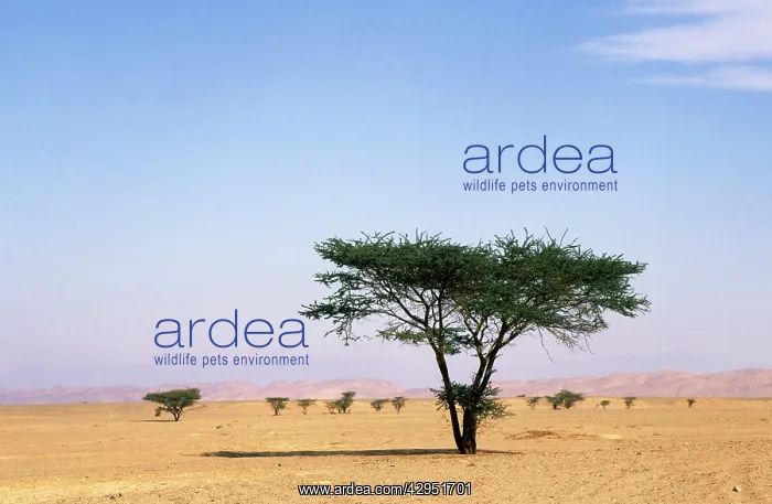 : Egypt - typical midday scene with Acacia trees : Egypt - typical midday scene with Acacia trees