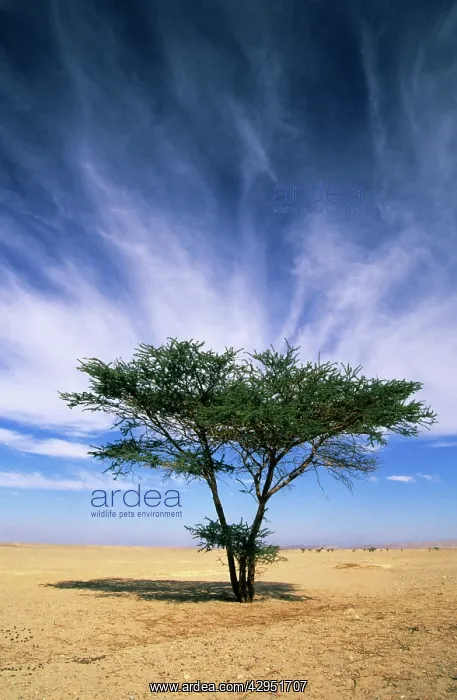 : Egypt - typical midday scene with Acacia trees : Egypt - typical midday scene with Acacia trees