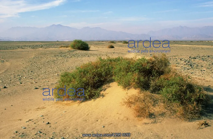 : Egypt - a typical morning scene with Zilla spinoza : Egypt - a typical morning scene with Zilla spinoza