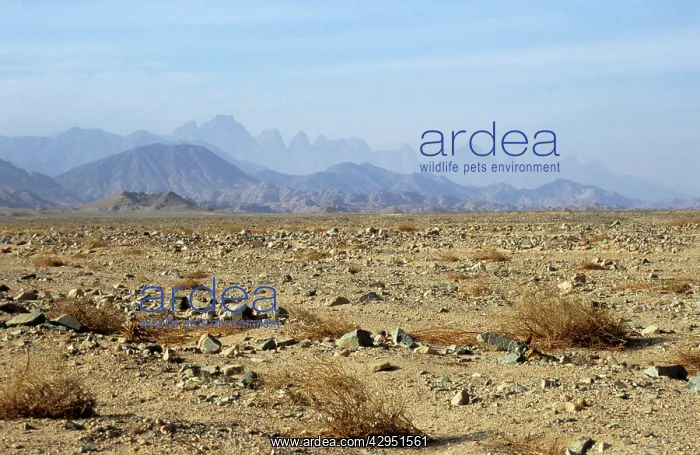 : Egypt - typical scene in Arabian desert : Egypt - typical scene in Arabian desert