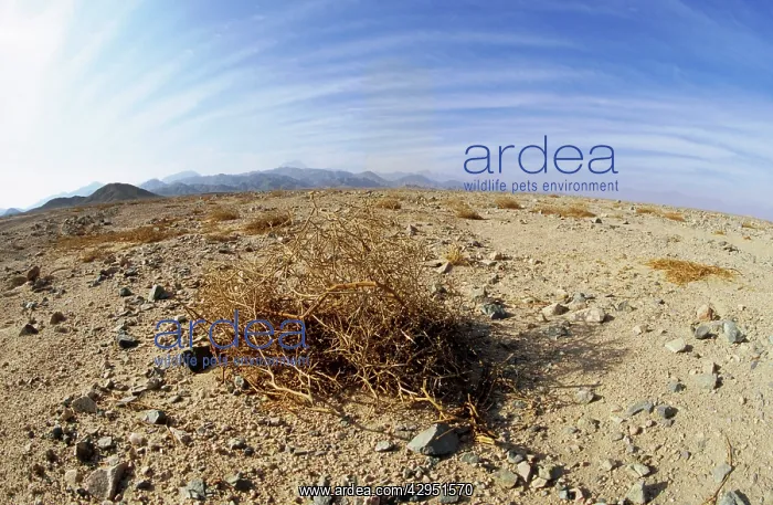 : Egypt - typical scene in Arabian desert : Egypt - typical scene in Arabian desert