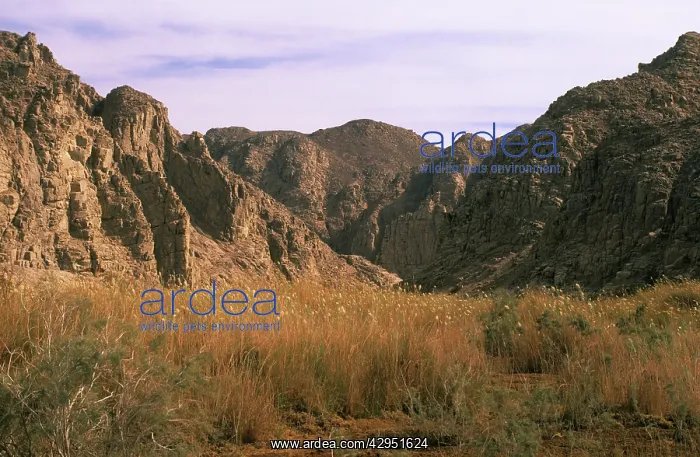 : Egypt - a typical uninhabited oasis among rocks : Egypt - a typical uninhabited oasis among rocks