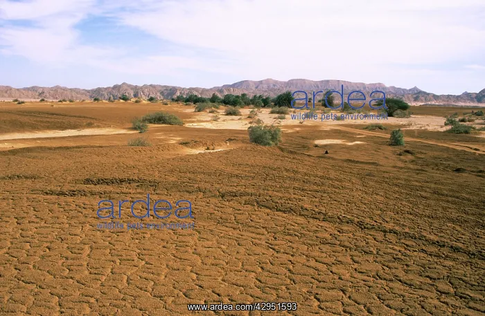 : Egypt - A typical uninhabited oasis on a salt water : Egypt - A typical uninhabited oasis on a salt water