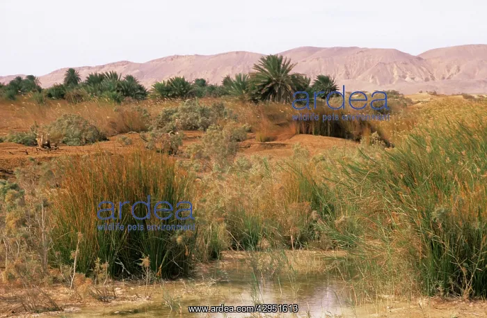 : Egypt - a typical uninhabited oasis on a salty : Egypt - a typical uninhabited oasis on a salty