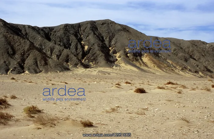: Egypt - a typical view with sand and rocks in Arabian : Egypt - a typical view with sand and rocks in Arabian