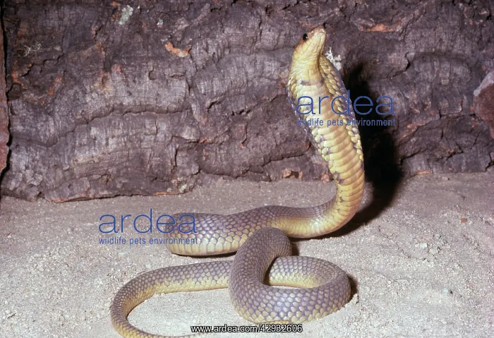 : Egyptian Cobra : Egyptian Cobra