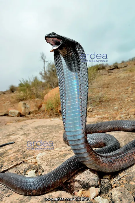 : Egyptian cobra (Naja haje), Sous region, Morocco : Egyptian cobra (Naja haje), Sous region, Morocco