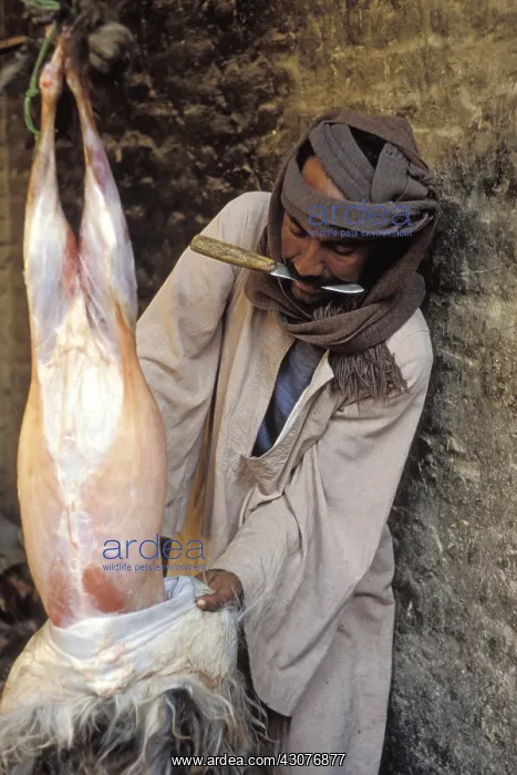 : Egyptian dismembering a sheep during Mahoulid Egypt : Egyptian dismembering a sheep during Mahoulid Egypt