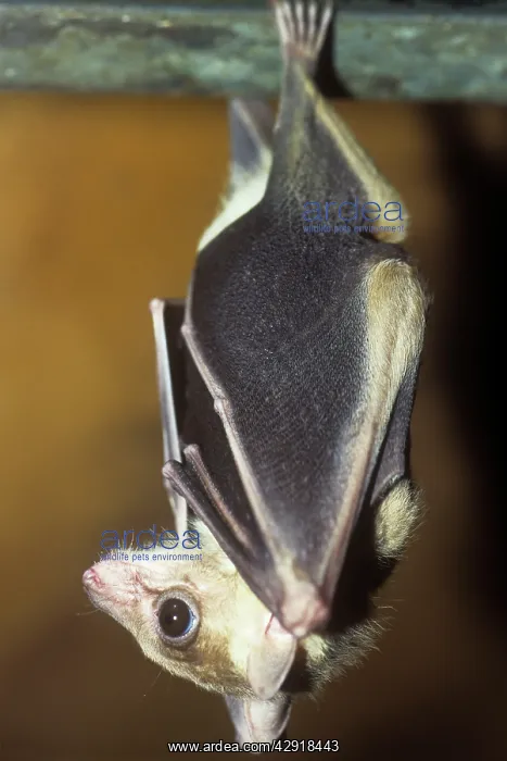 : EGYPTIAN FRUIT BAT : EGYPTIAN FRUIT BAT