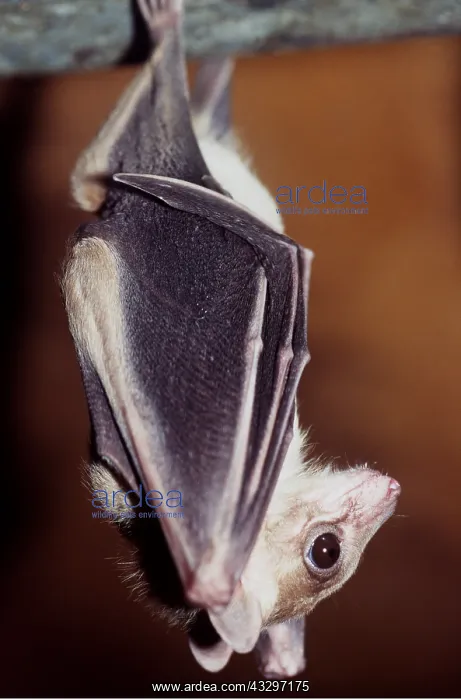 : EGYPTIAN FRUIT BAT - HANGING : EGYPTIAN FRUIT BAT - HANGING