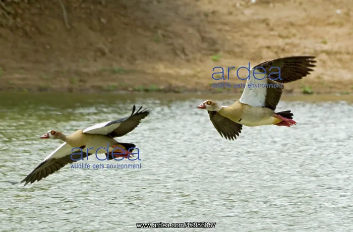 : Egyptian Geese : Egyptian Geese
