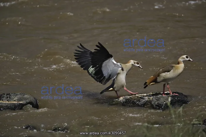 : Egyptian Geese : Egyptian Geese